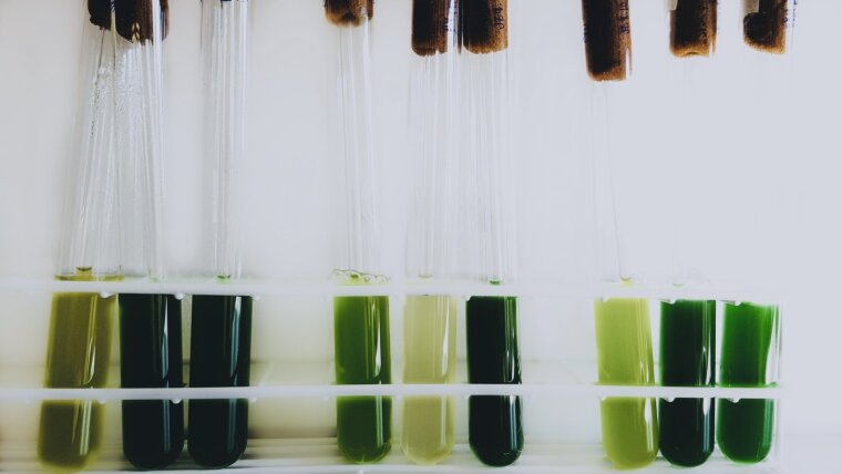 Cyanobakterien Flüssigkulturen
